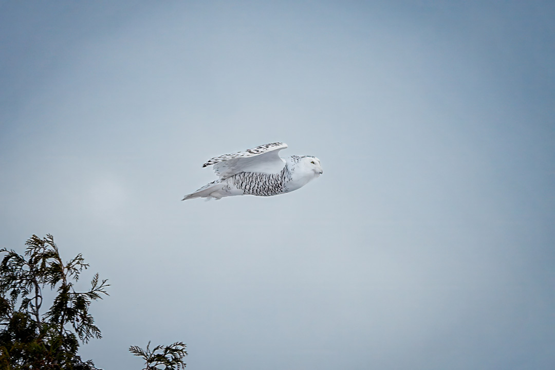 Snow in motion.